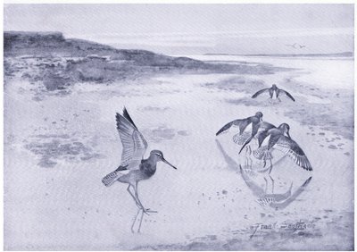 The wary Redshank by Frank Southgate